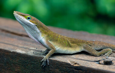 Male Carolina Anole on a board macro