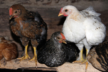 Breeding poultry. Homemade chickens..
