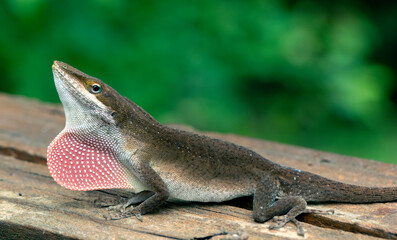 Male Carolina Anole displaying dewlap on a board nacro
