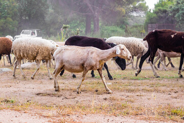 Obraz premium Rebaño de ovejas, detalle