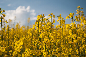 Obraz premium field of yellow rapeseed, canola colza field