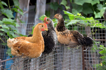 The bird yard. Growing domestic chickens..