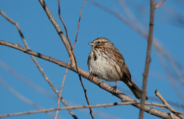 A Song Sparrow Perched on a Branch on a Summer Morning