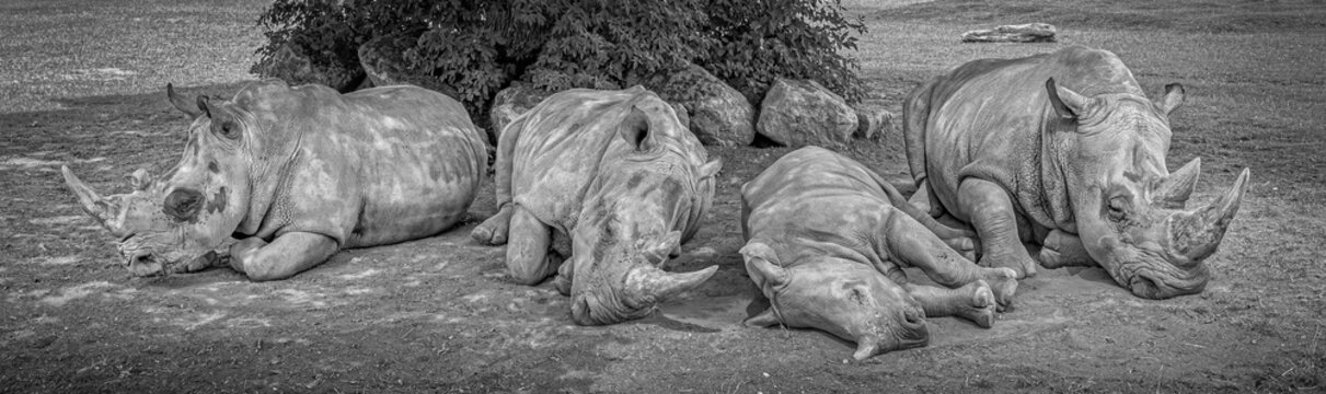 Black And White Photo Of Four Sleeping Rhinos