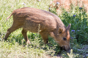 Shoat Wild boar (in german Wildschwein) Sus scrofa