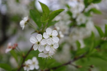 Cherry Blossom Tree, white flowers and green leaves on the branches. Botany Flora and leaf.