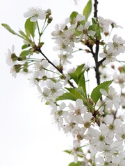 Cherry Blossom Tree, white flowers and green leaves on the branches. Botany Flora and leaf.