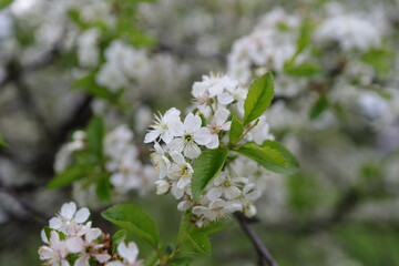 Cherry Blossom Tree, white flowers and green leaves on the branches. Botany Flora and leaf.