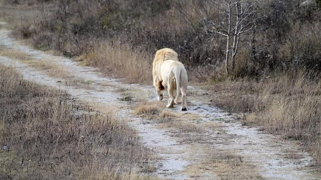 Pair of two White lion in Lions pride in African savannah 