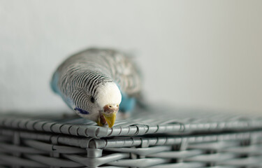 Animals - blue budgerigar on a gray basket on a white light background. parrot beaks the basket.