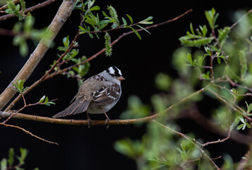 A White-crowned Sparrow Perched on a Branch