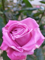 Violet rose with tender green petals. Great plan. 