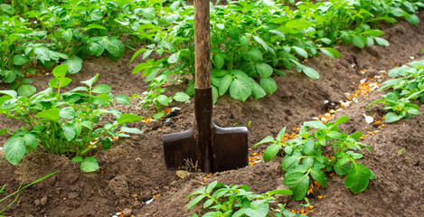A shovel stands among the beds with potato bushes.