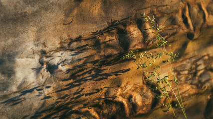 Sombras al Atardecer