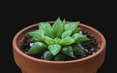 Close-up on an unique haworthia turgida succulent houseplant in terracotta pot on black background. Patterned attractive plant detail.