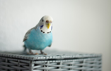 Animals - blue budgerigar sitting on a gray basket on a white light background.
