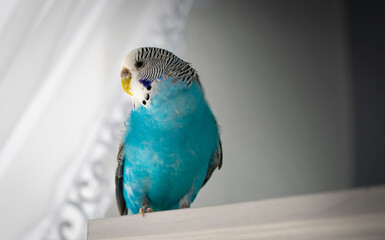 Animals - a blue budgerigar sitting on a white shelf. the parrot looks out the window.