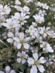 white flowers in the garden