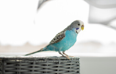 Animals - blue budgerigar sitting on a gray basket on a white light background.