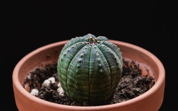 Euphorbia obesa rare succulent plant in terracotta pot on dark grey background. Trendy houseplant detail against dark backdrop.