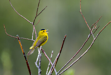 A Colorful Wilson's Warbler Singing on a Branch