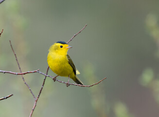 A Colorful Wilson's Warbler Perched on a Branch