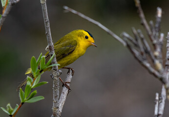 A Colorful Wilson's Warbler Perched on a Branch