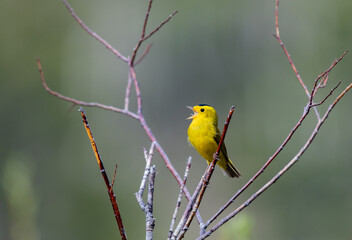 A Colorful Wilson's Warbler Singing on a Spring Morning