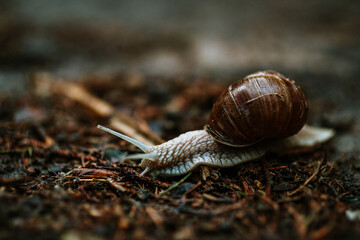 snail on a stone