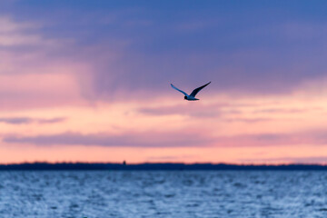 Fototapeta na wymiar Black-headed gull flies in the sky at afterglow