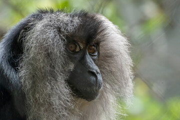 close up of a baboon