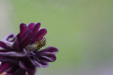 Delicate isolated burgundy aquilegia flower against the background of a window after rain