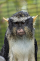 portrait of baboon