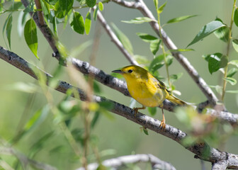 A Beautiful Yellow Warbler on a Spring Morning in Colorado