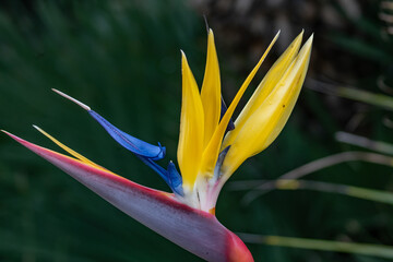 bird of paradise