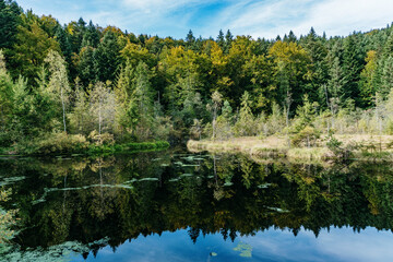 Obraz premium lake in forest