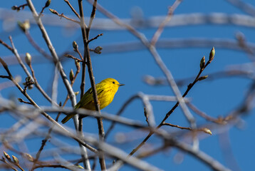 Obraz premium A Beautiful Yellow Warbler on a Spring Morning in Colorado