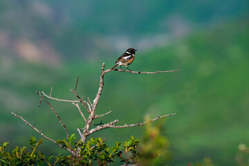Flock of sparrows on bare branches, Armenia