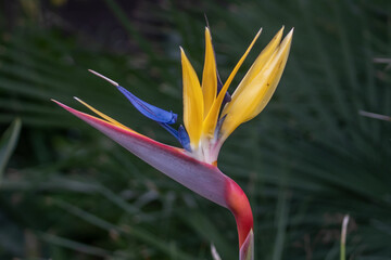 bird of paradise