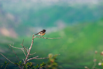 Flock of sparrows on bare branches, Armenia