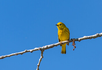 A Beautiful Yellow Warbler on a Spring Morning in Colorado