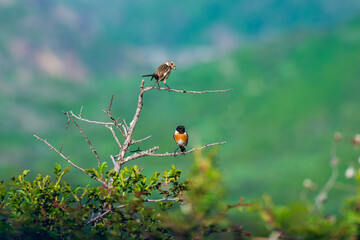 Flock of sparrows on bare branches, Armenia