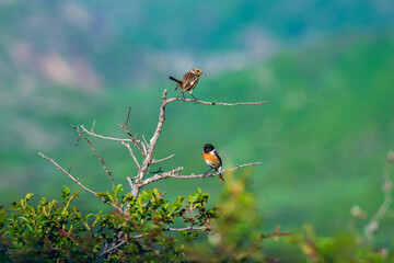 Flock of sparrows on bare branches, Armenia