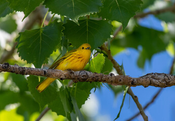 A Beautiful Yellow Warbler on a Spring Morning in Colorado