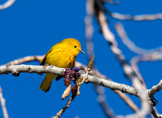 A Beautiful Yellow Warbler on a Spring Morning in Colorado