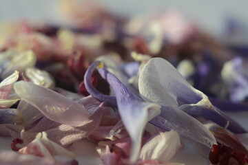 Beautiful fallen petals of flowers of gray-blue and pink shades