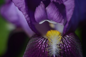 Fototapeta na wymiar Close-up of a violet-yellow beautiful iris