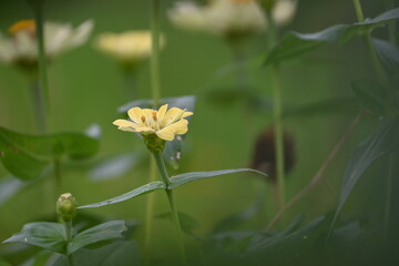 yellow flower with green leaves