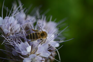 Bee on Phacelia flower close-up on a blurred green background