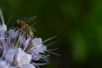 A bush of phacelia of violet color and a bee on it. Green blurred background